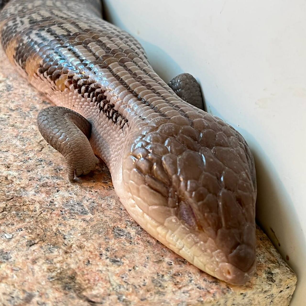 无处安放的小jiojio #爬行动物# #爬宠# #蓝舌石龙子