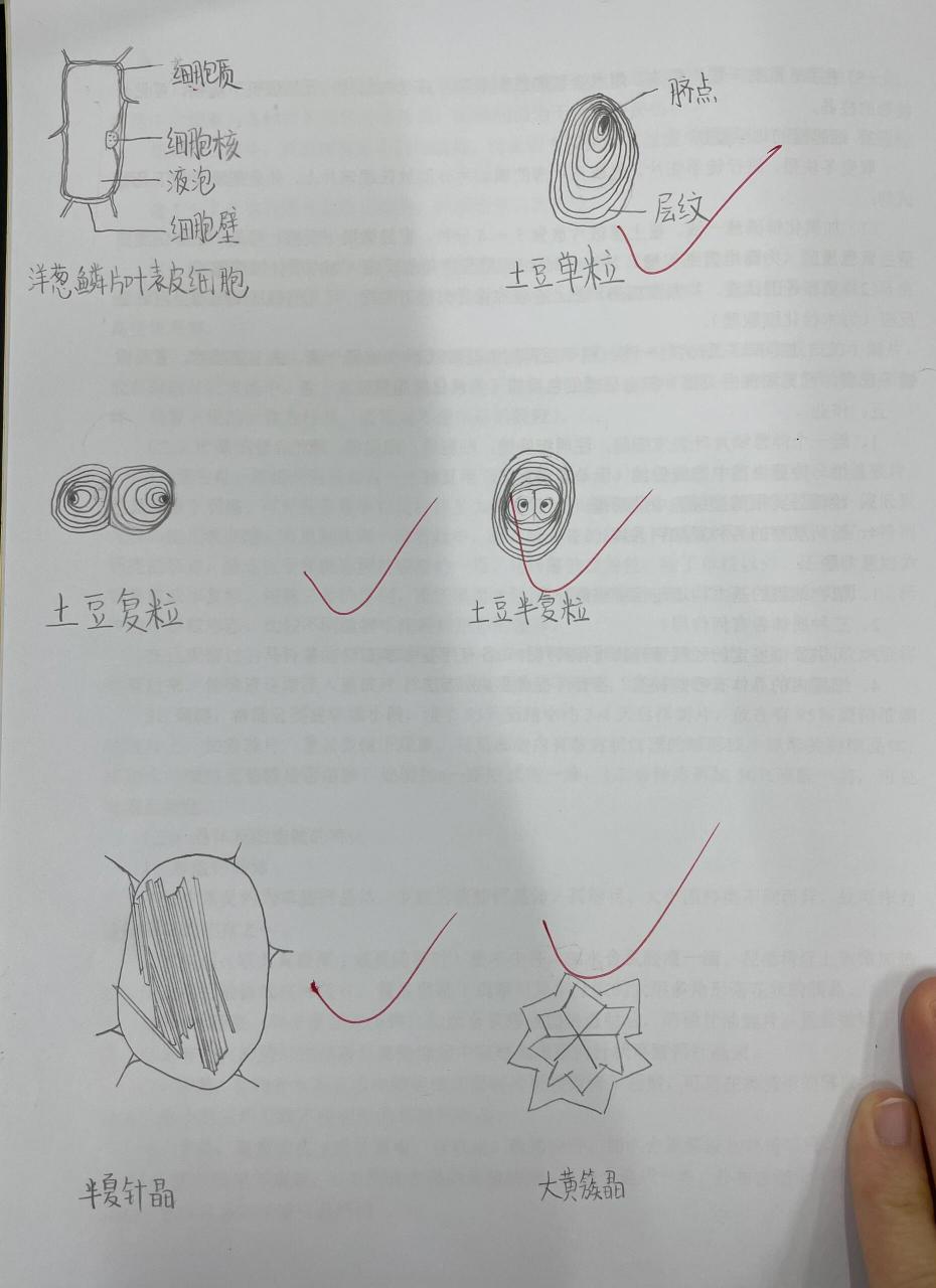 单粒,复粒,半复粒,针晶,簇晶,砂晶,方晶 药用植物学显微镜手绘图