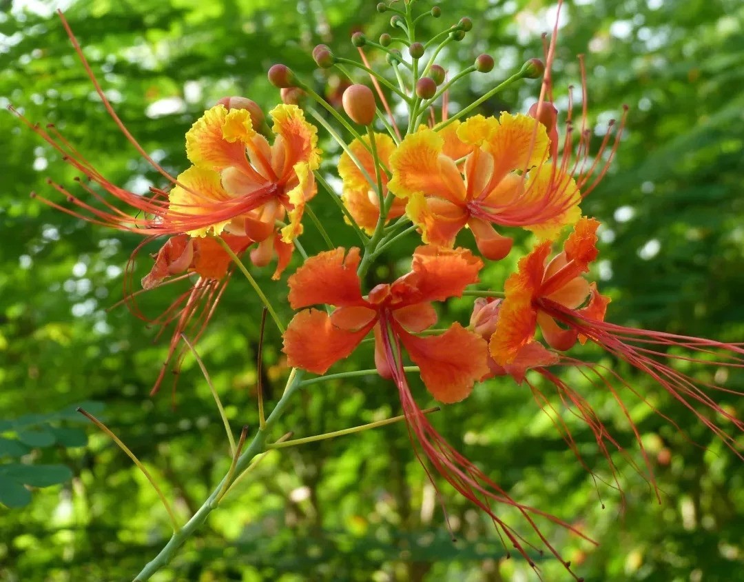 汕头市花【金凤花】 金凤花是广东省汕头市的市花,民国时期广东湛江市