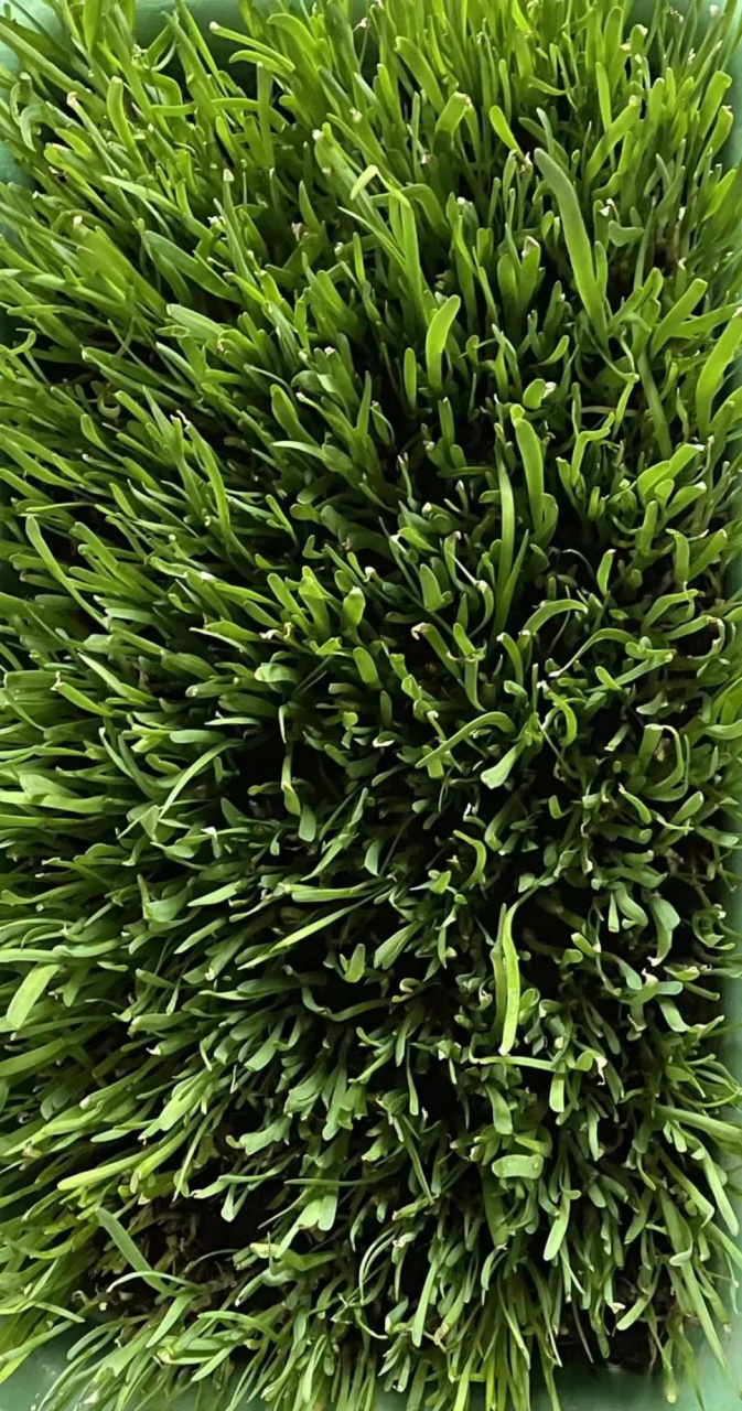 a股"韭菜"说,有感于养韭菜  自己在家里盆养了韭菜,平均半个月收割