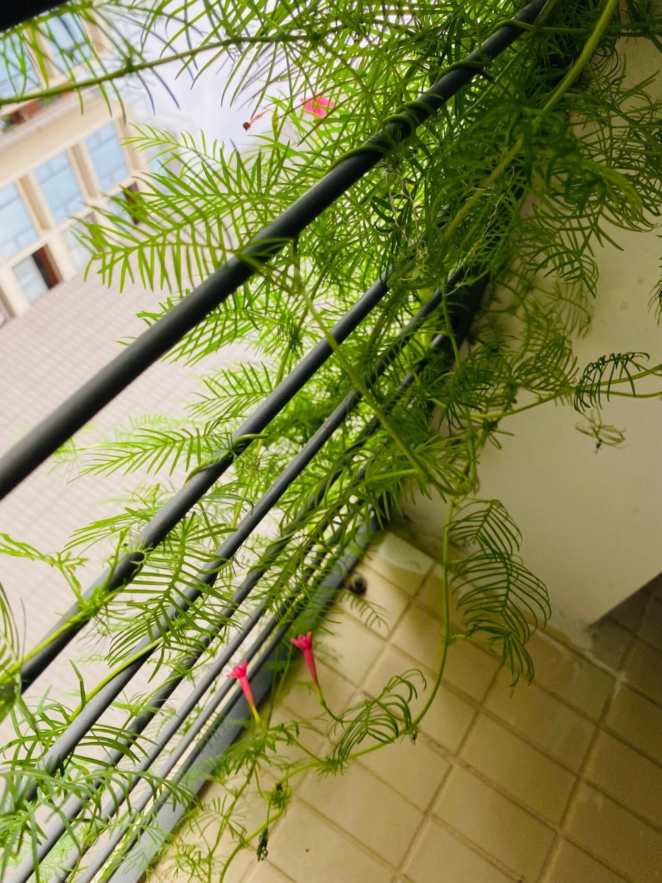 羽叶茑萝—-4月初发芽,七月初开花,太漂亮啦!