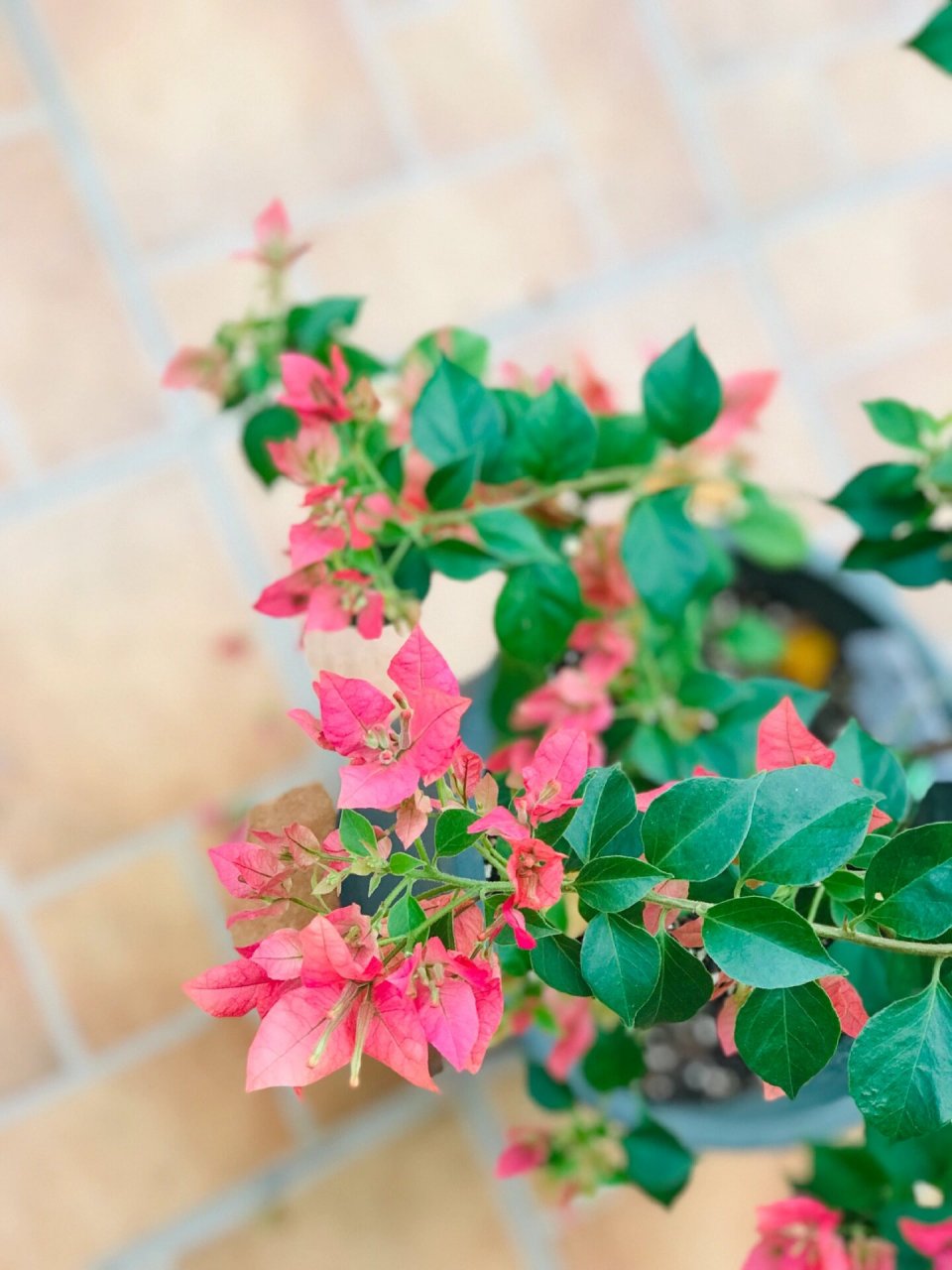 布里扎三角梅 一个很特别的名字,花儿也很漂亮