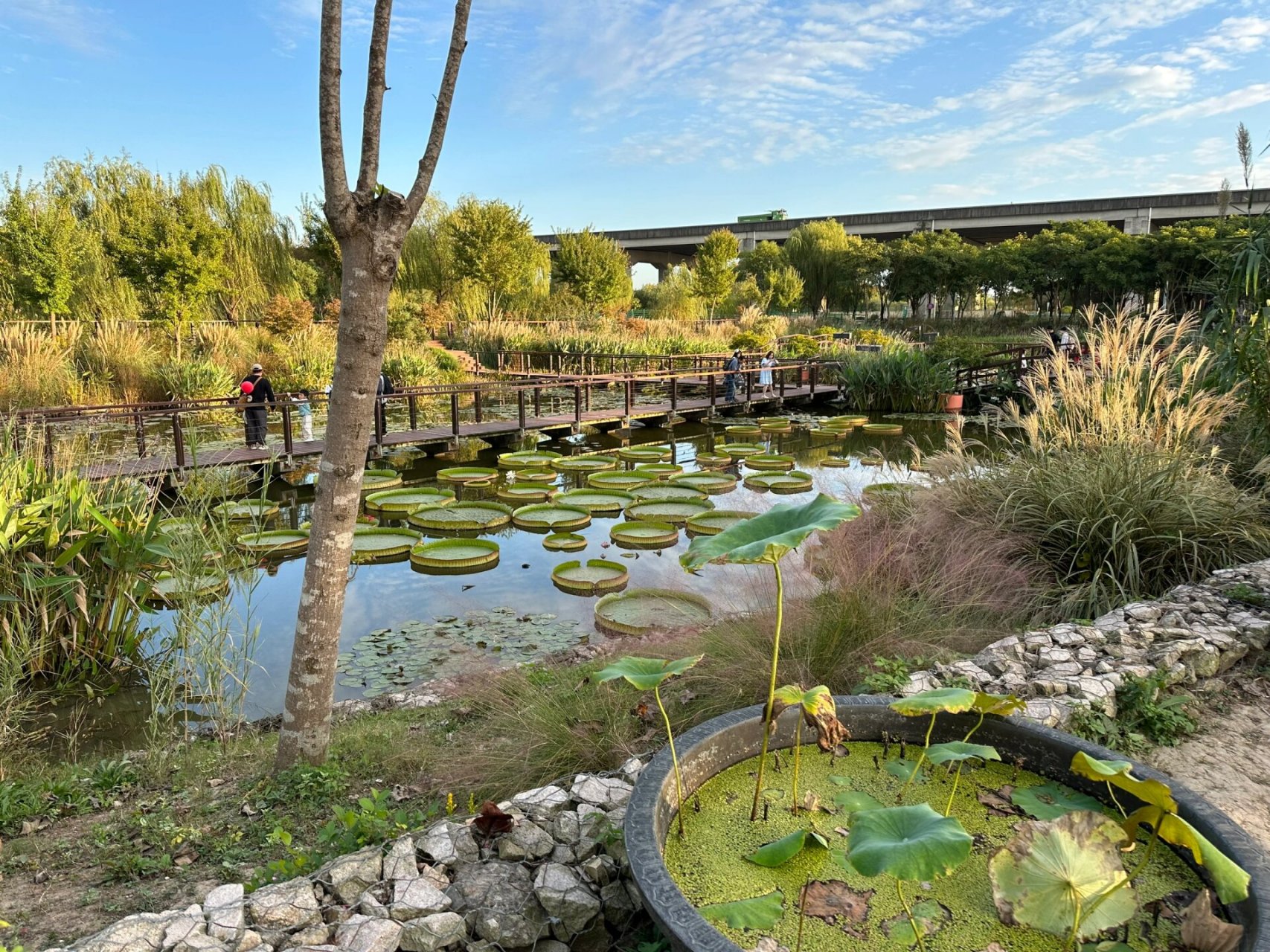 上海浦江郊野公园 位于上海闵行浦江镇的郊野公园,太美啦,超适合拍