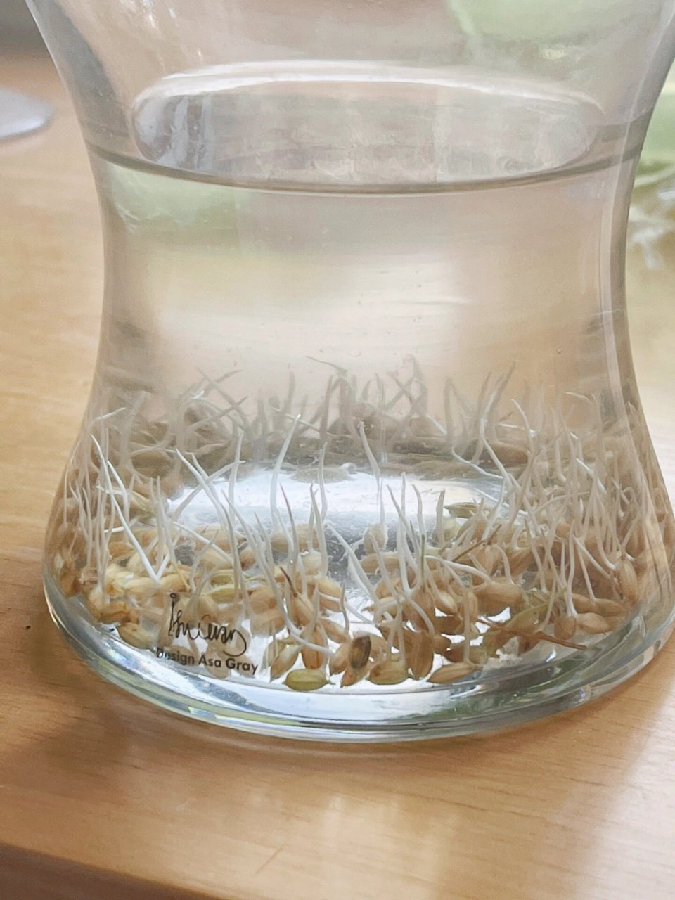 水稻种子发芽记 去年秋天,带娃体验了收水稻的乐趣,收获的稻子一直当