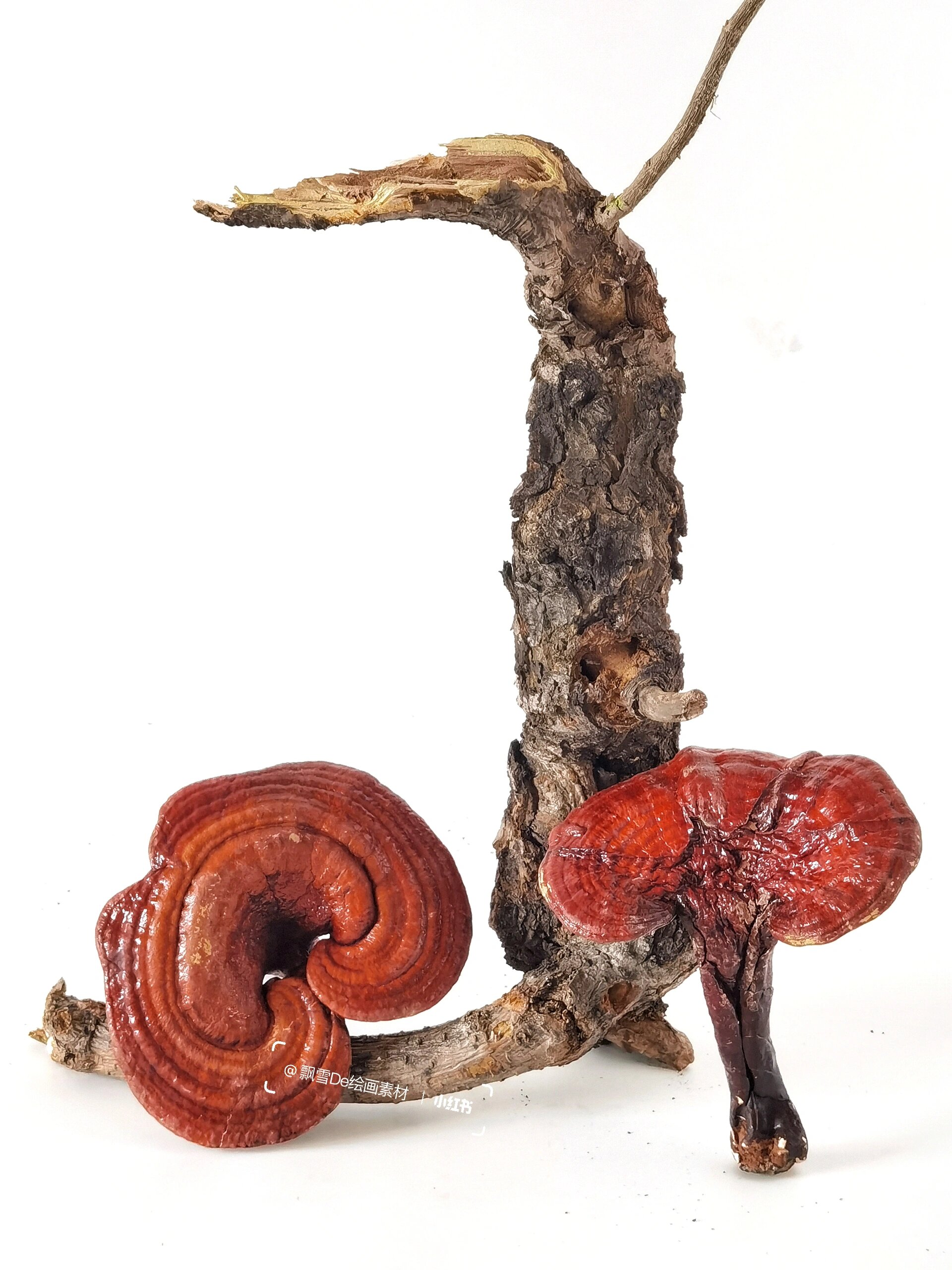 绘画素材416:灵芝