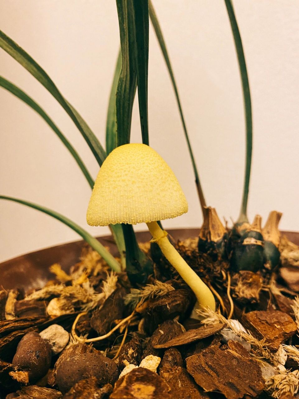 花盆出现纯黄白鬼伞原来不是好事!