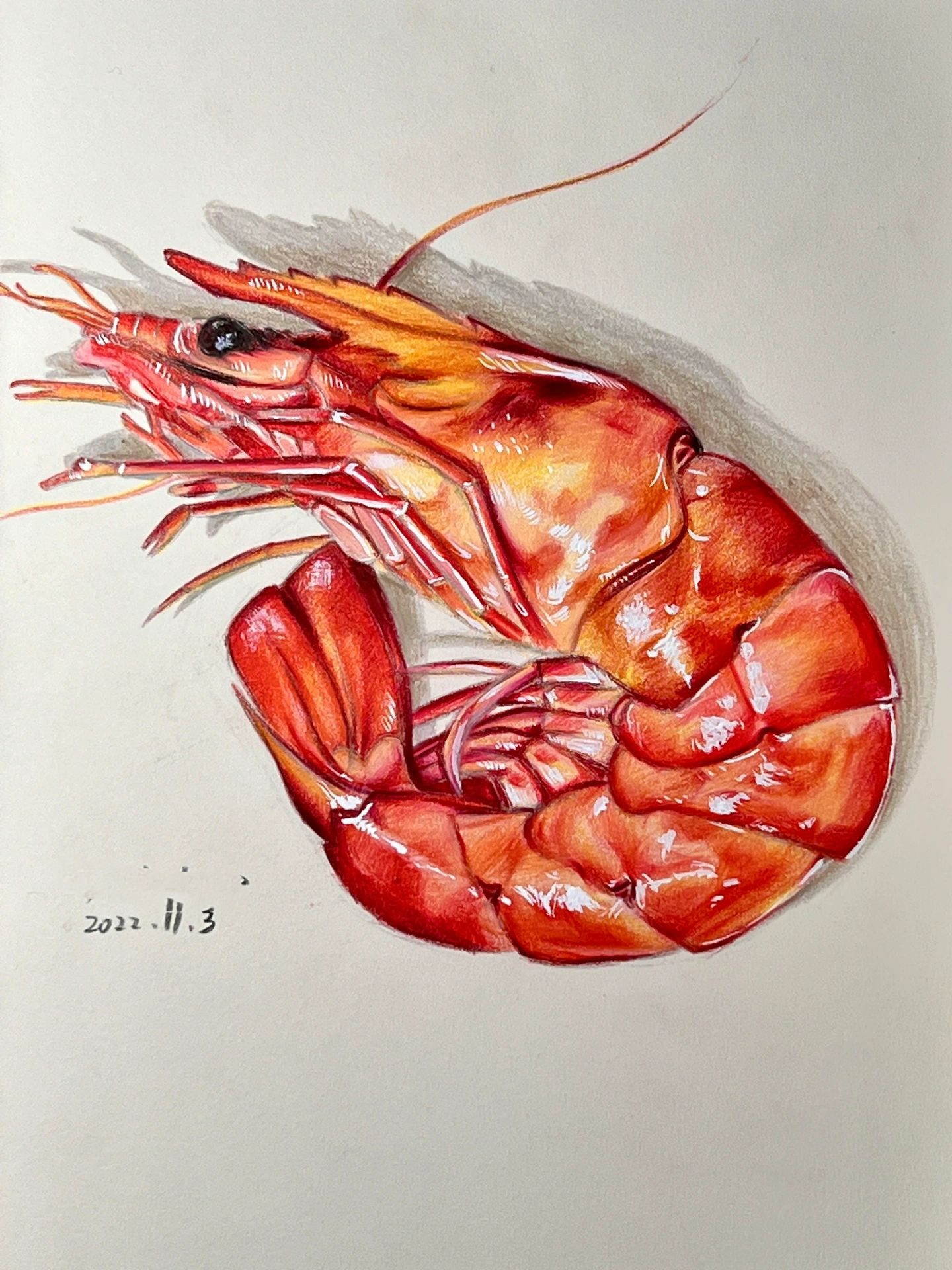 彩铅手绘大虾🍤