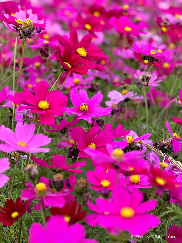 平沙格桑花海图片