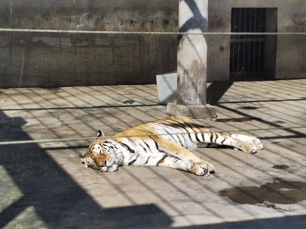 泰州|泰州动物园半日游