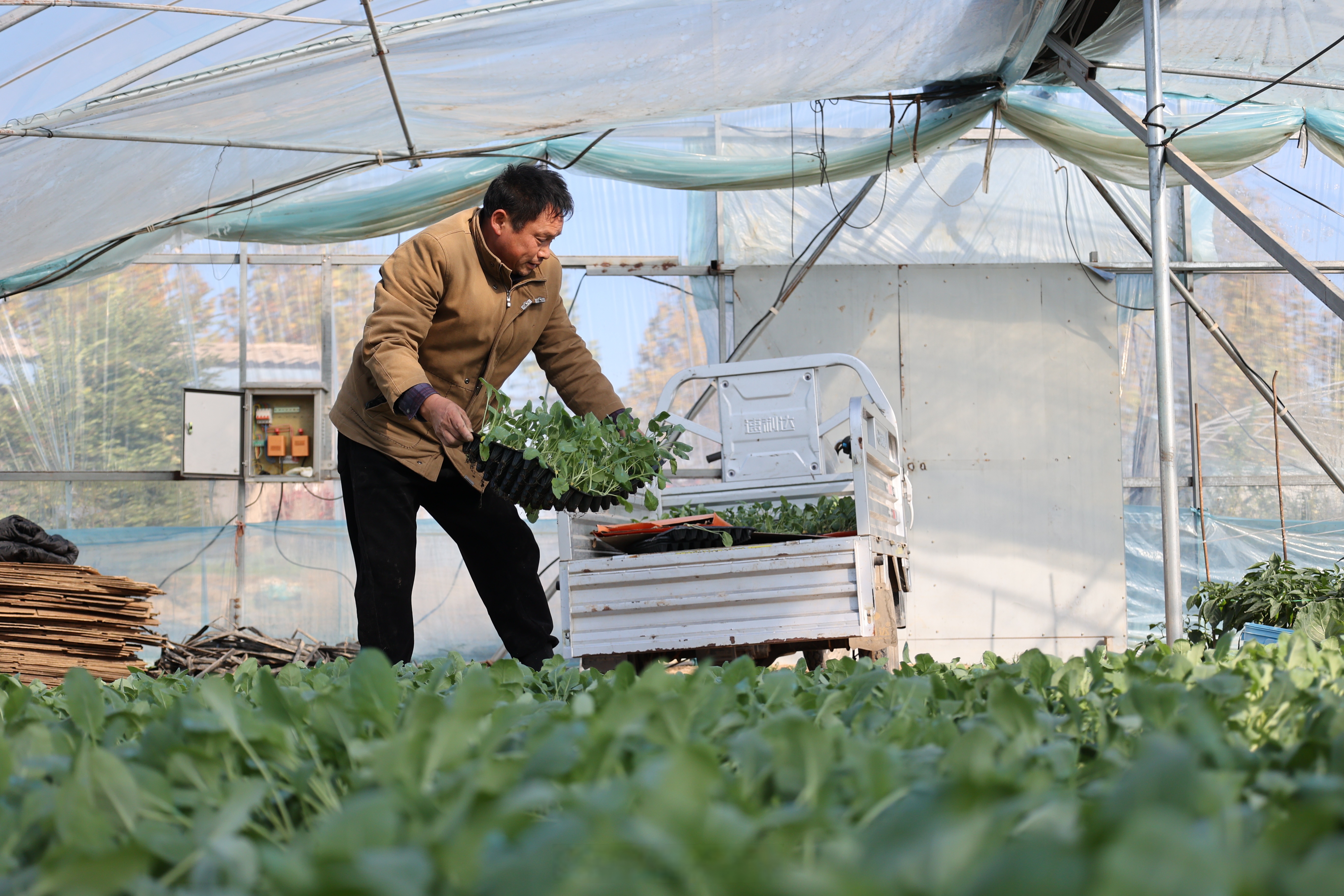在城乡一体化示范区水稻乡花生庄,菜农们正忙着种植冬季菜花,田间地头