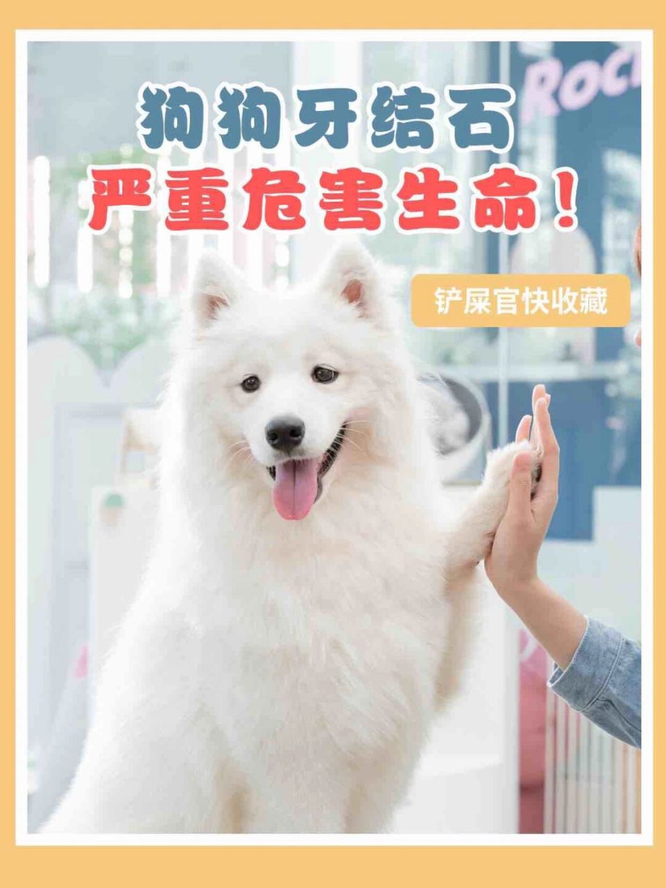 狗狗牙结石严重危害生命98铲屎官快收藏 98697115科普:狗狗