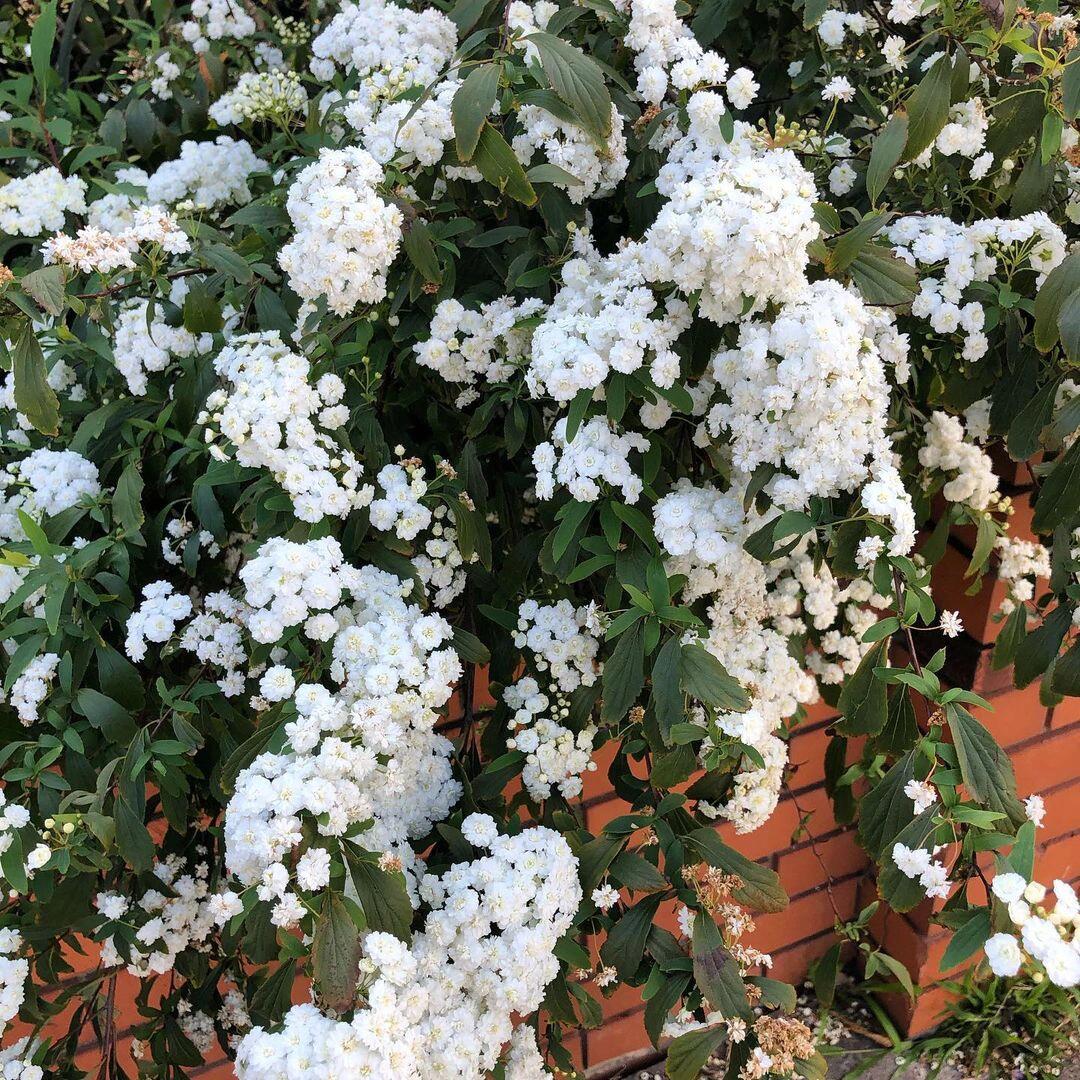 植物大赏|重瓣小手球绣线菊 重瓣小手球是麻叶绣线菊的重瓣变种,最大