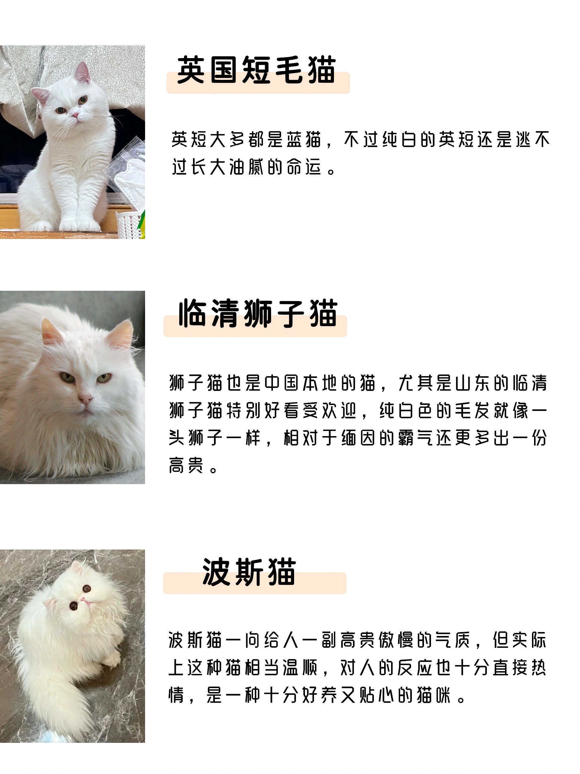 猫的品种 白色图片