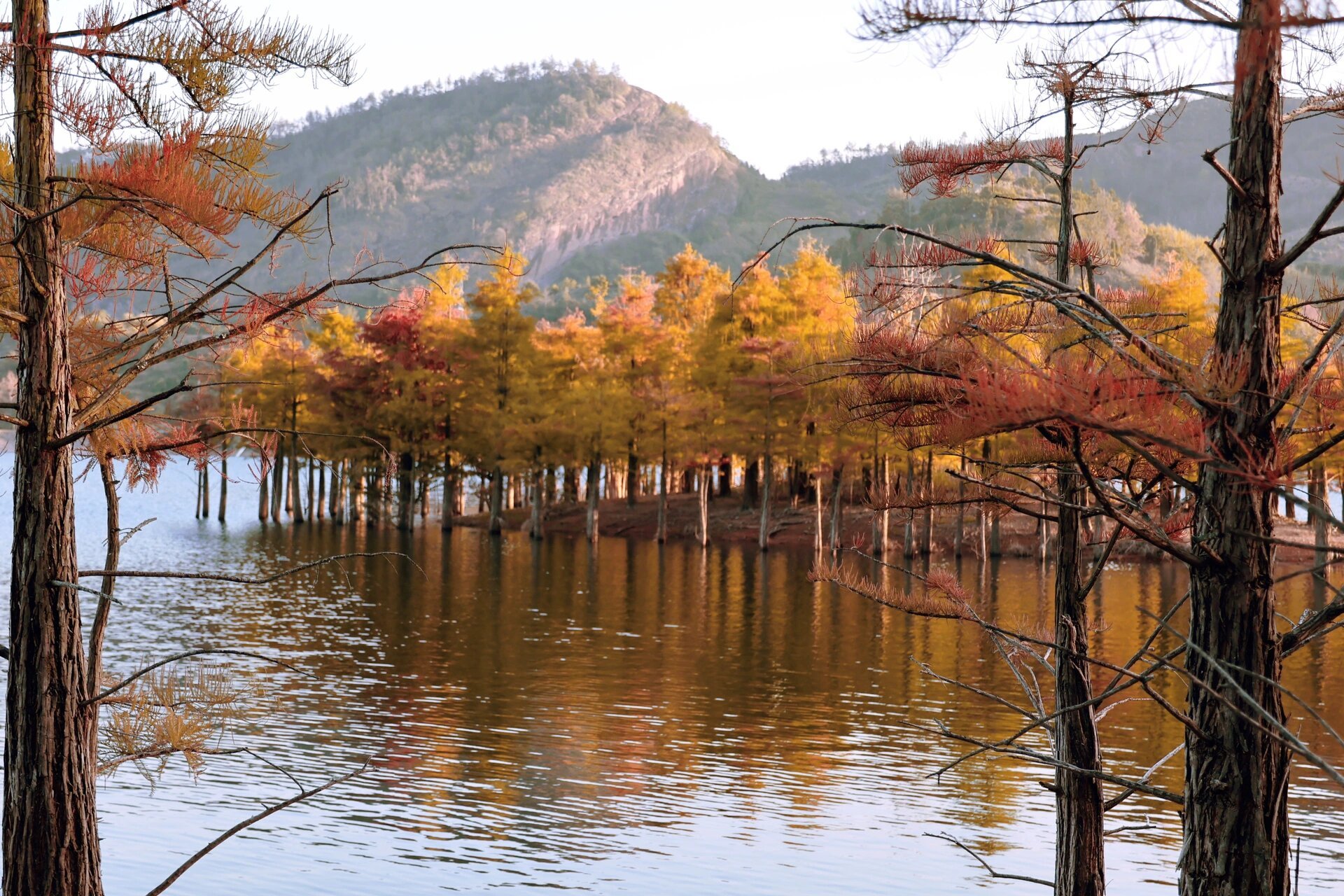 台州仙居郑桥水库|水杉已经开始黄了     导航仙居郑桥水库,看到郑桥