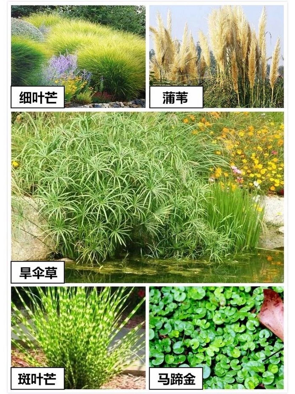 雨水花园常用植物图片