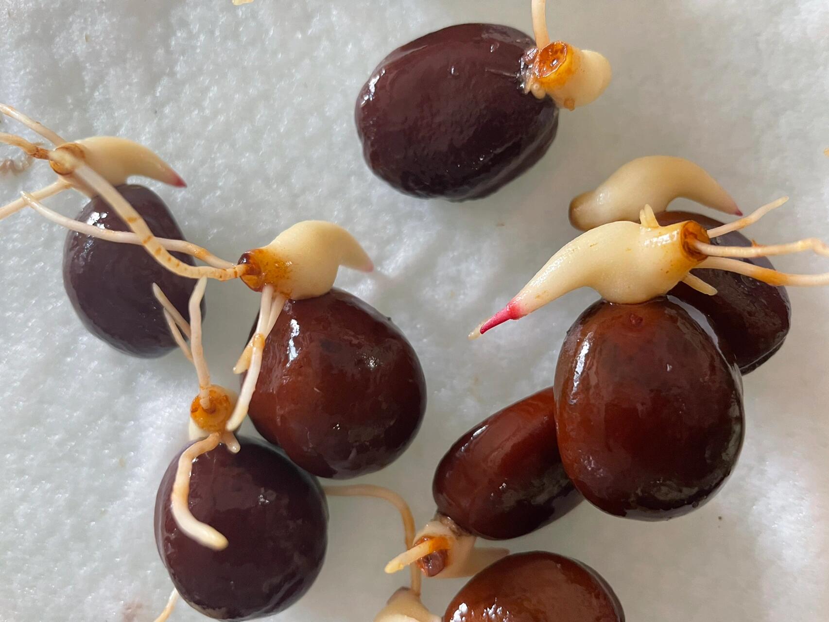 蛇皮果种子…美人鱼尾?