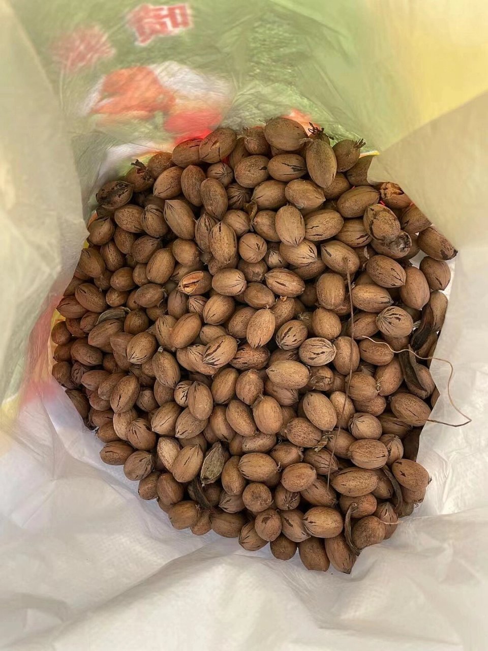 9838年树龄|纯野生61薄壳山核桃61碧根果 95 美国薄壳山核桃