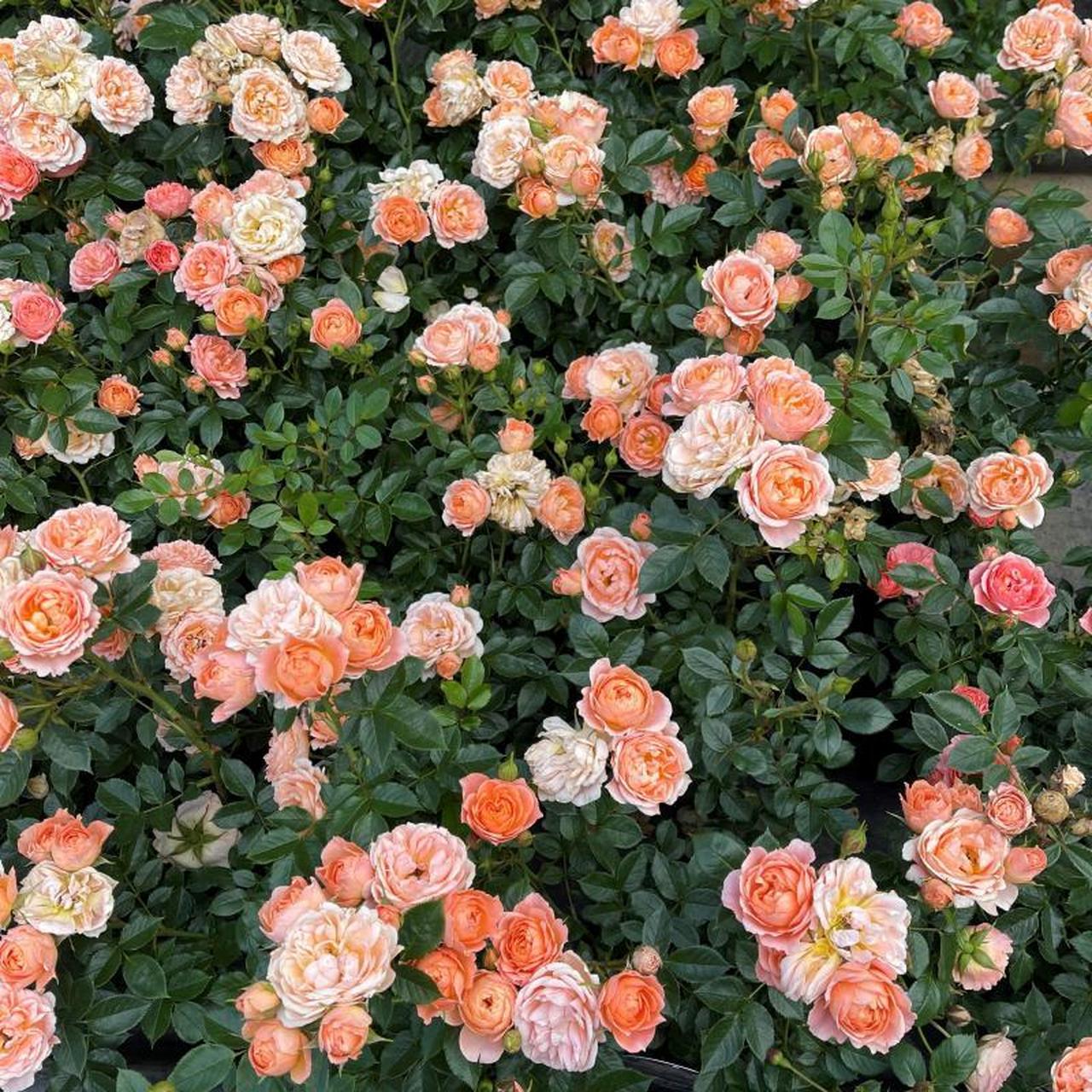 月季"甜梦" 甜梦 sweet dream 育种公司:英国 021987 分类:藤本