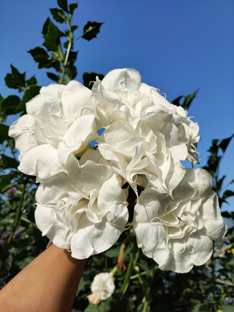 白色重瓣曼陀罗 草本,杂交种有香味