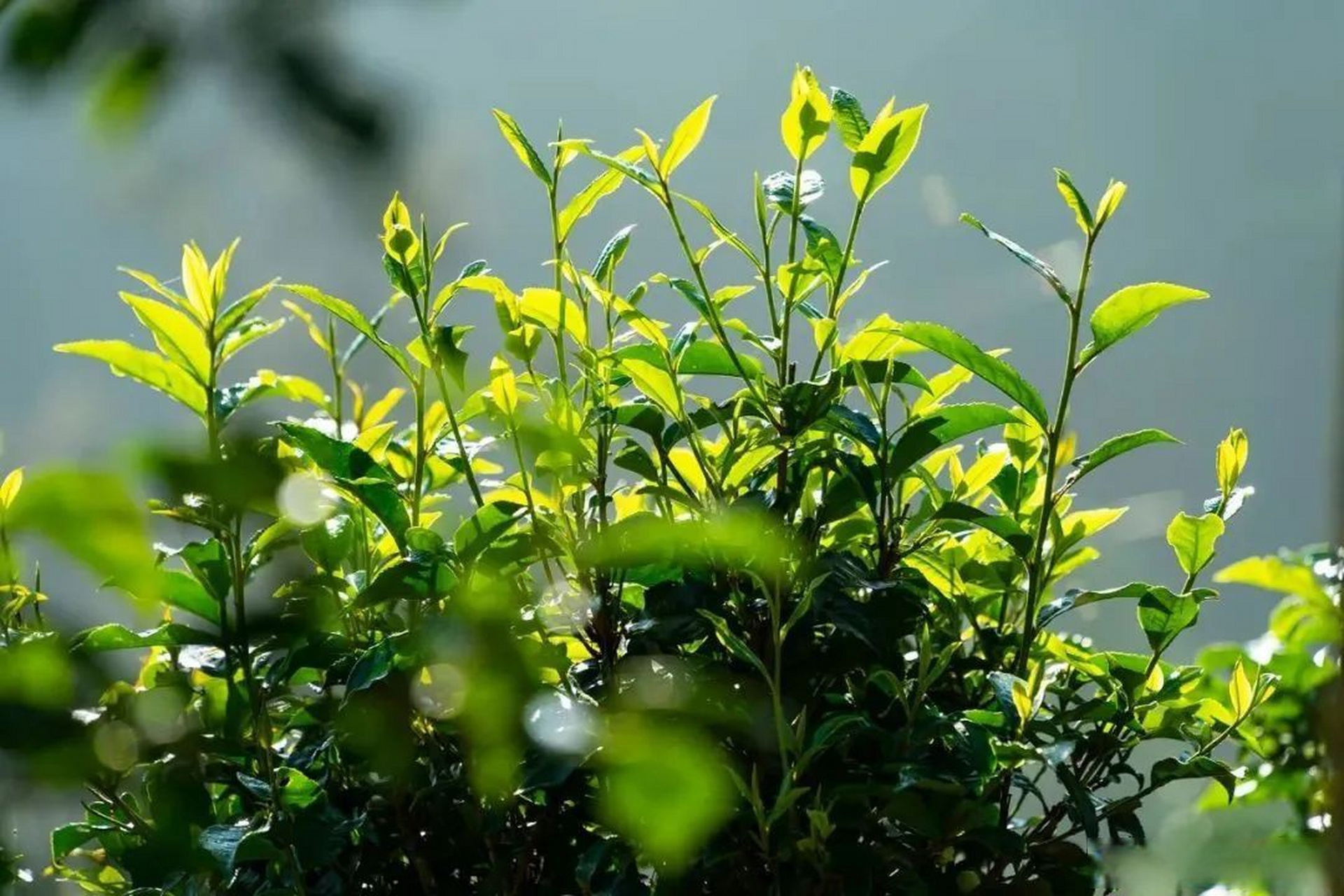 古茶树壁纸图片