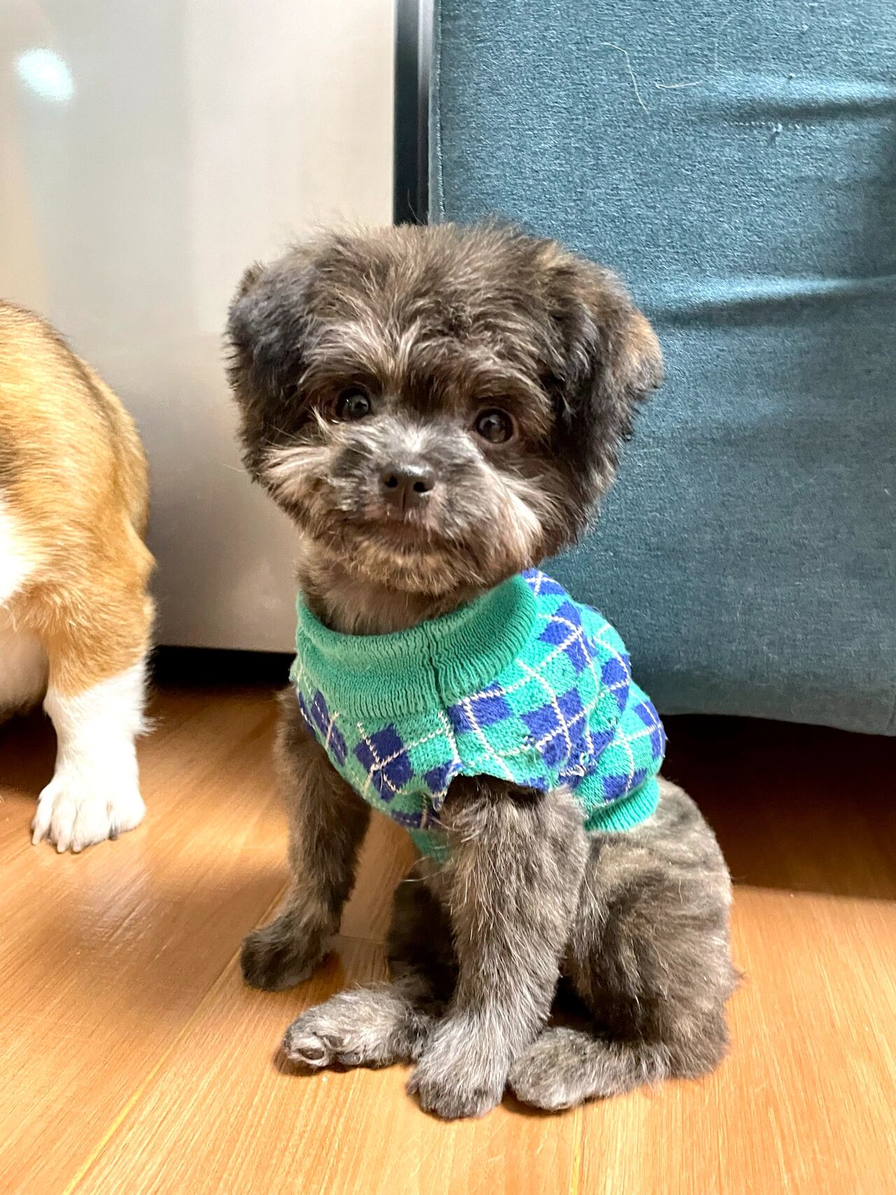 美容师会魔法|泰迪博美串串小狗能有多好看 1是今天刚刚美容回来,香香