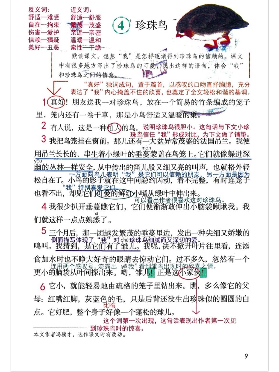 五上语文第4课《珍珠鸟》课堂笔记 8215略读课文 8215课堂