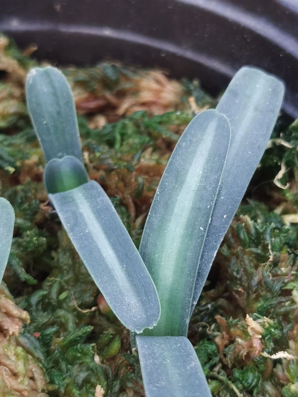 我的南非宽白线毛兰君子兰 我的南非宽白线毛兰君子兰