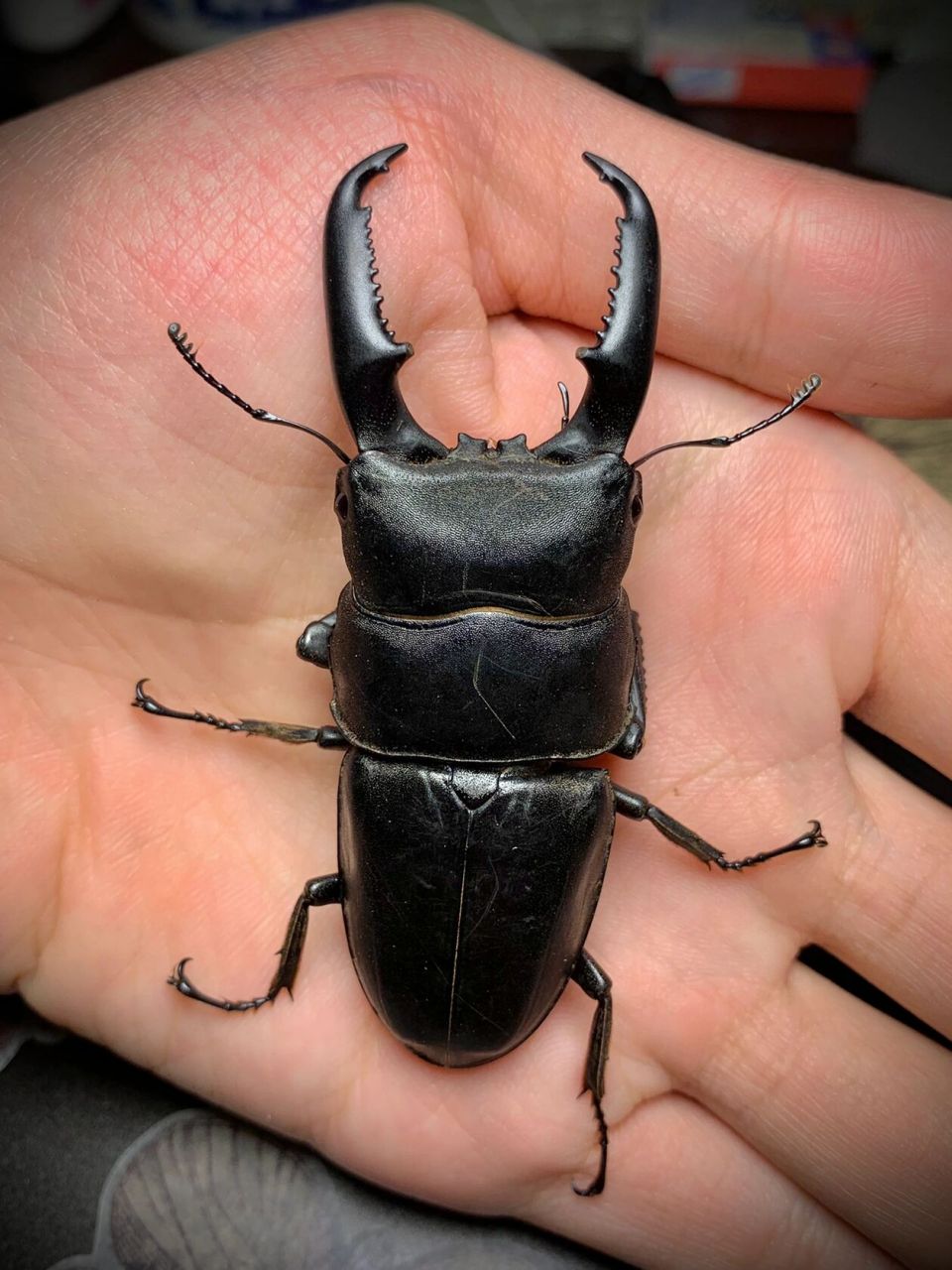 越南扁锹甲～ 一只来自云南的越南小扁[并不简单]～#锹甲# #甲虫