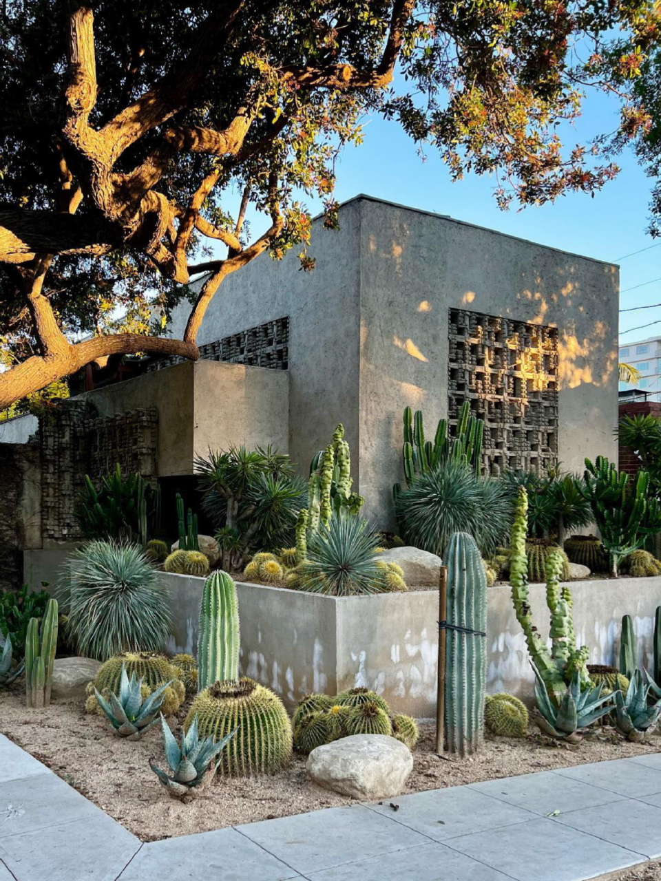 简约而又沉稳的异域景观|沙生植物造景 91沙生植物造景79 95