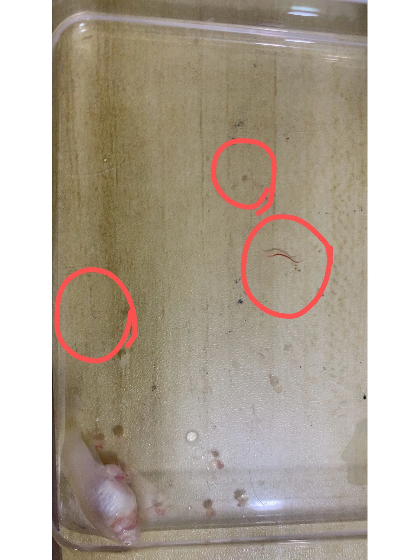 孔雀鱼腹内寄生虫图鉴