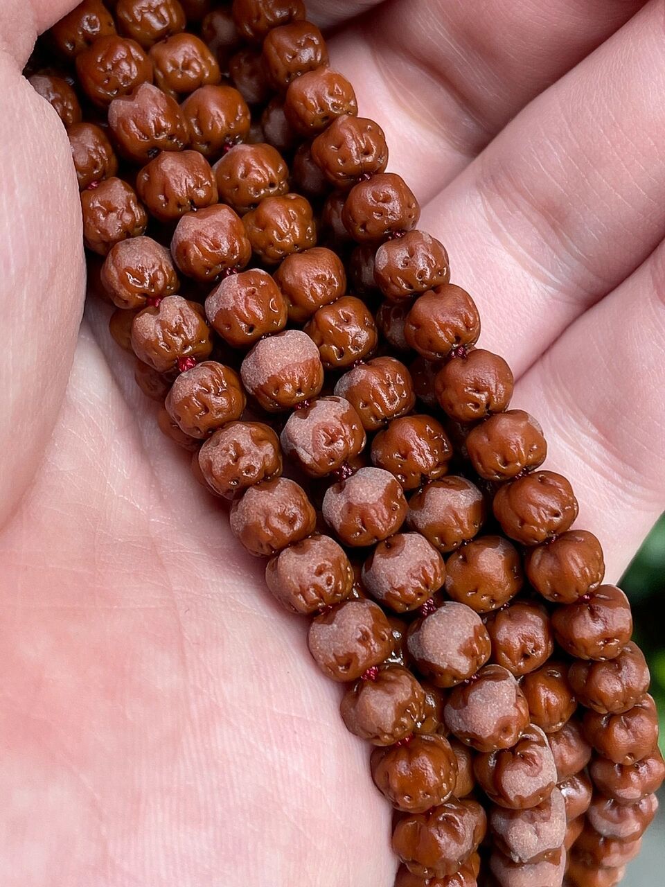 顶级原桩佛手小金刚|海选级五爪金龙7615 颗颗湿水测试,同成熟度