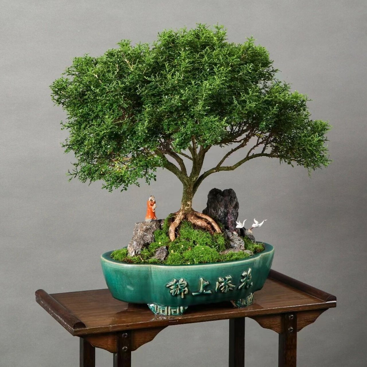 九里香 台湾达摩九里香,如图实拍