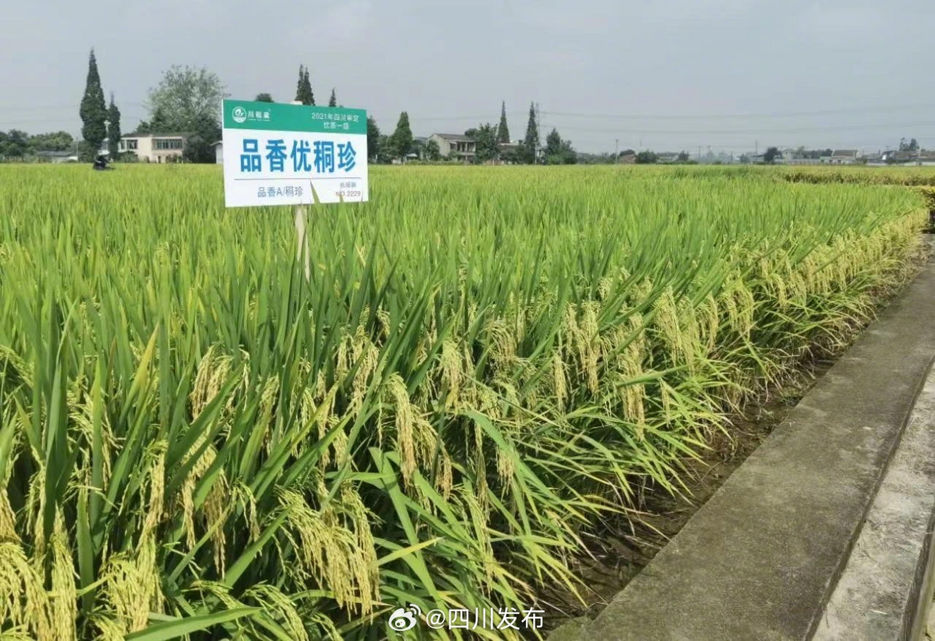 垦稻1866水稻品种简介图片