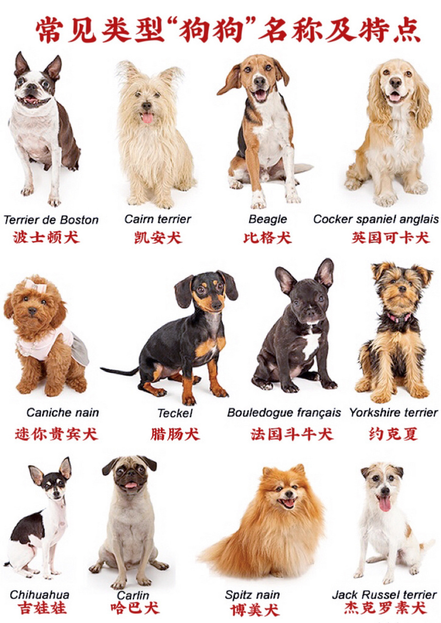 常见狗狗类型名称及性格特点 狗狗是人类的朋友,不同种类的狗狗性格