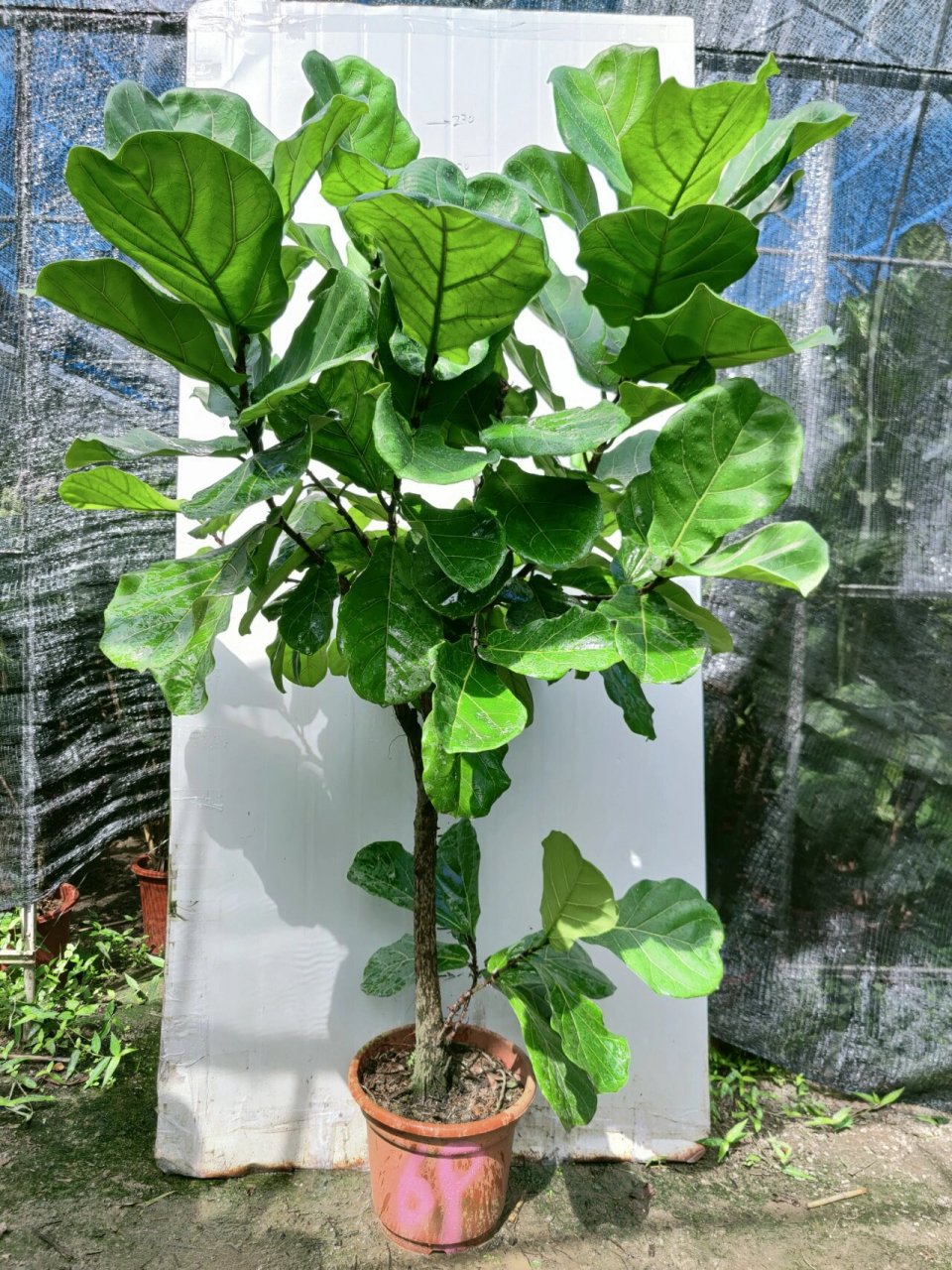 超大型艺术老桩琴叶榕被大家公认的网红植物 琴叶榕的习性 喜欢阳光