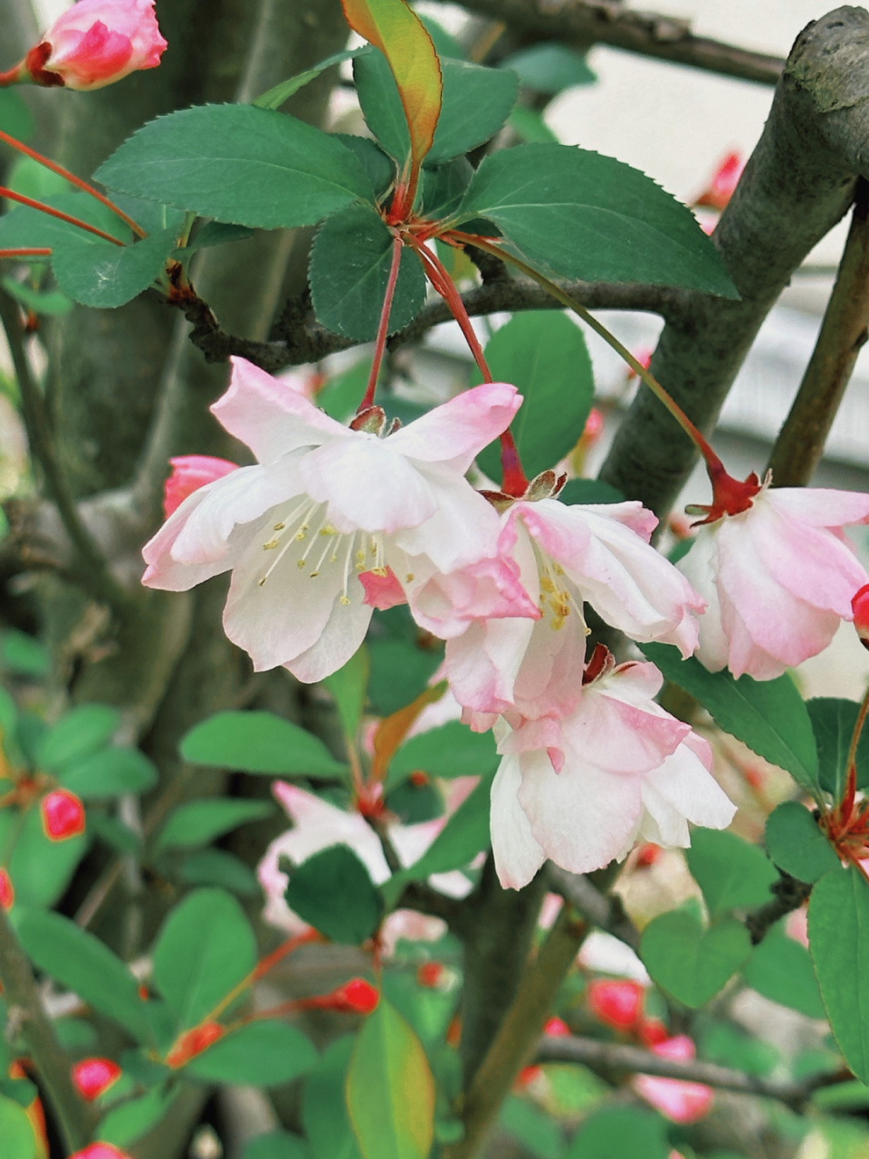 春天的影像诗# "垂丝海棠花,轻轻飘零在风中, 梦境般的景色,幻化成超