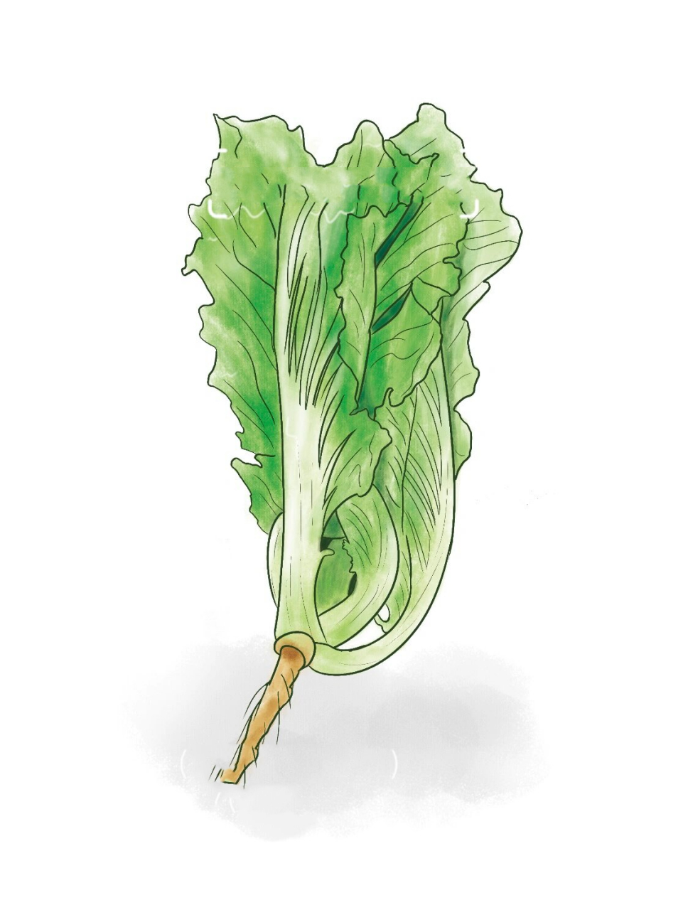 手绘·芥菜 应我家厨子需求,用手绘板画了颗芥菜