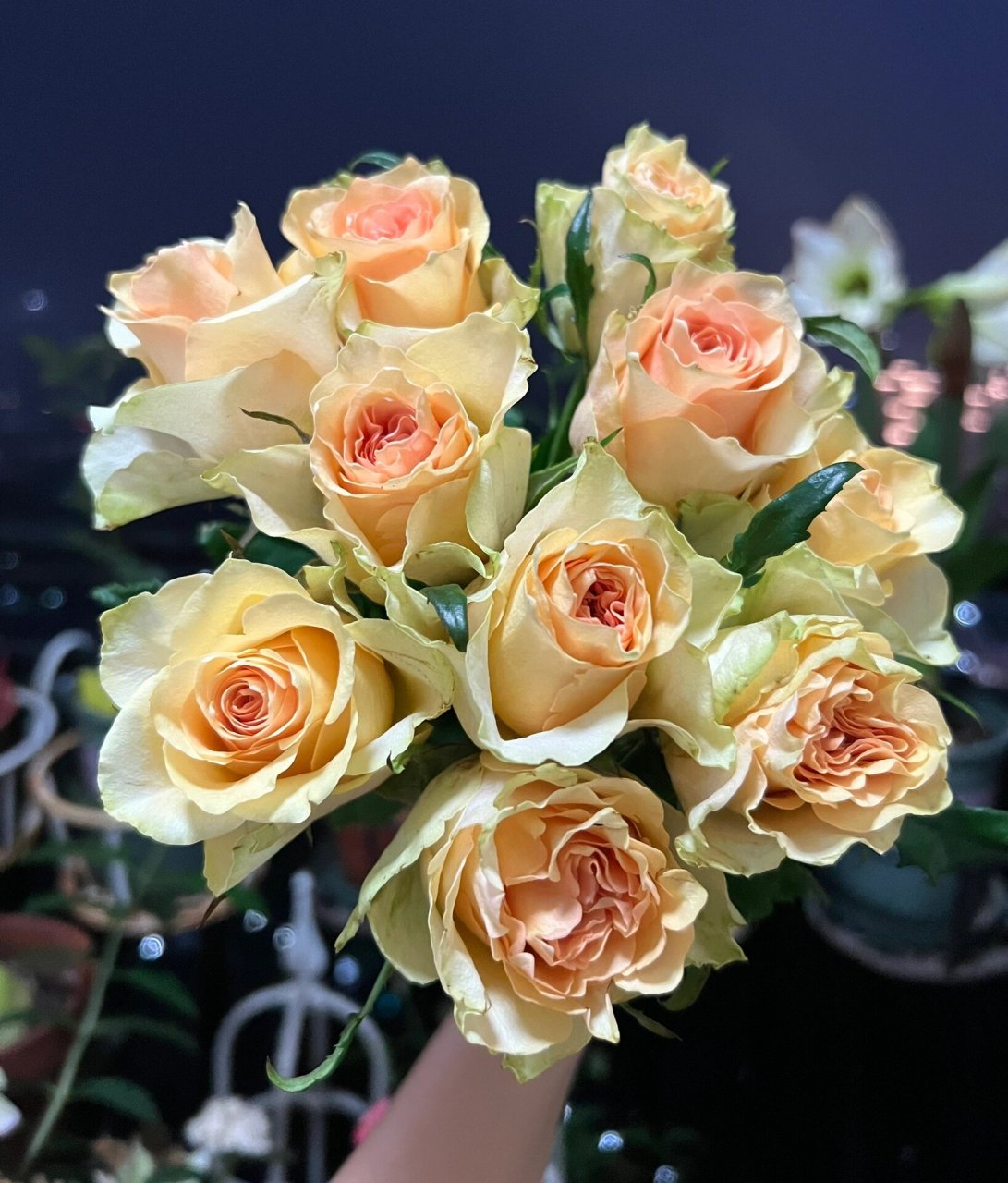 玫瑰|理想国(逸禾) 603. 理想国. 黄绿色.花头很小,紧凑.开放度不大.