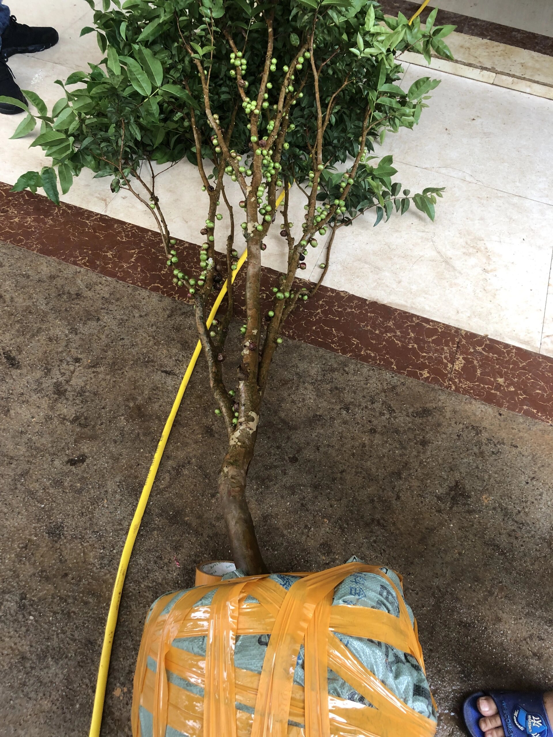 四季艾斯卡嘉宝果 一年结果6-8次的品种,结果累累,常年结果,阳台楼顶