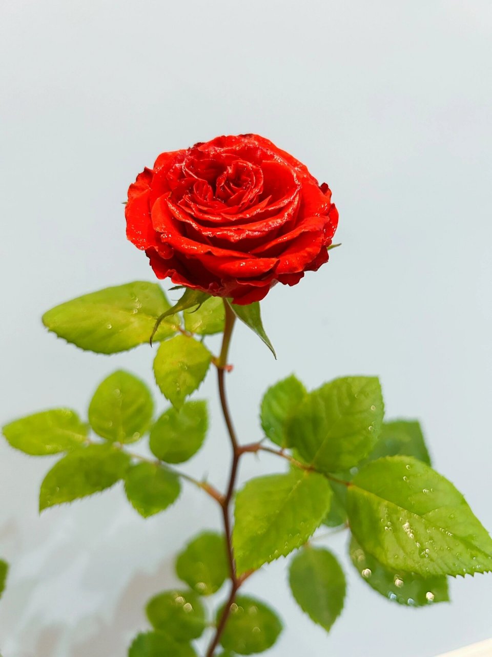 我是我妈最近的心头好:珍爱月季!