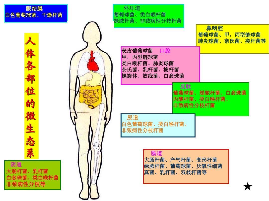 细菌在人体的分布 一,正常菌群的含义 人自出生后,外界的微生物就逐渐