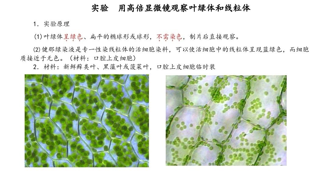 实验 用高倍显微镜观察叶绿体和线粒体