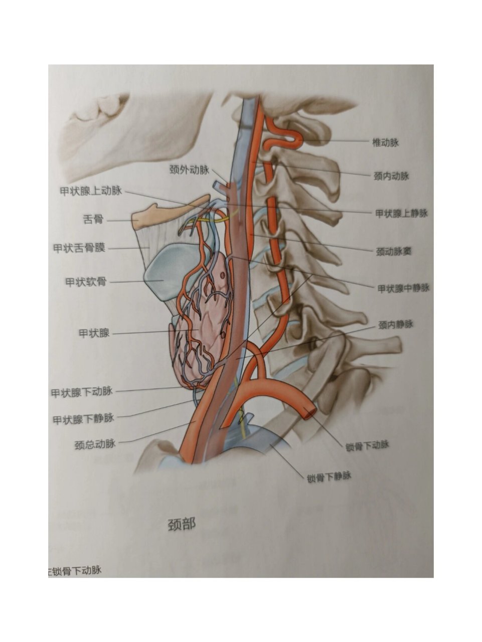 颈总动脉窦部结构图图片