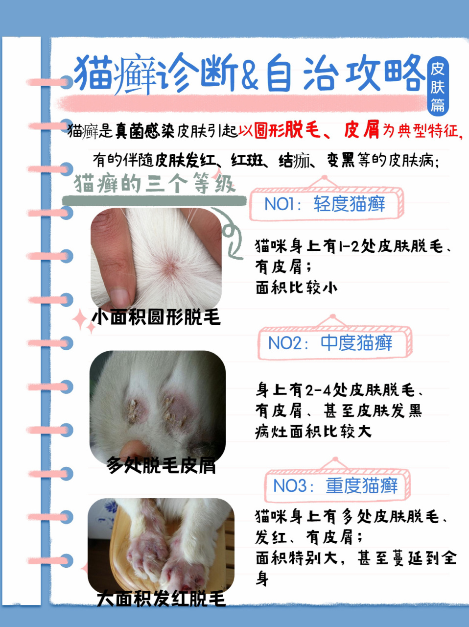 猫癣是怎么造成的图片