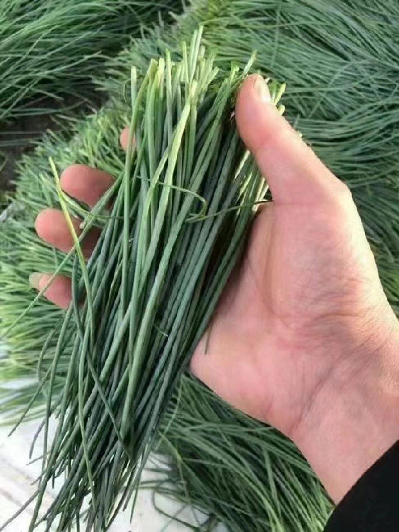 大西北沙漠沙葱 沙葱,通俗叫法是蒙古葱.
