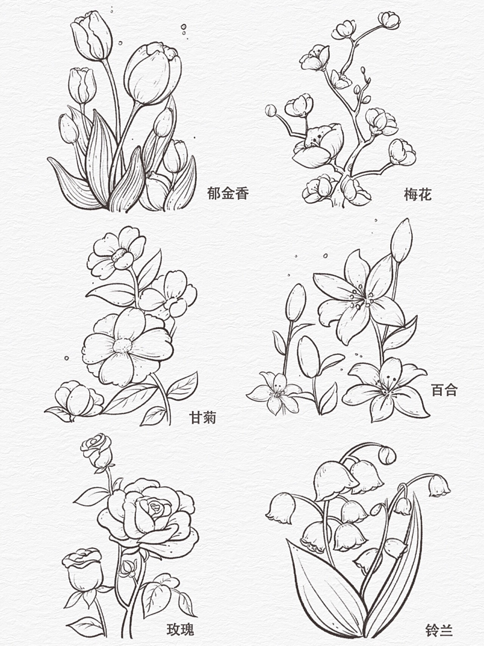 零基础学插画|花卉线稿合集六宫格~ 二月的花花线稿六宫格 甘菊,铃兰
