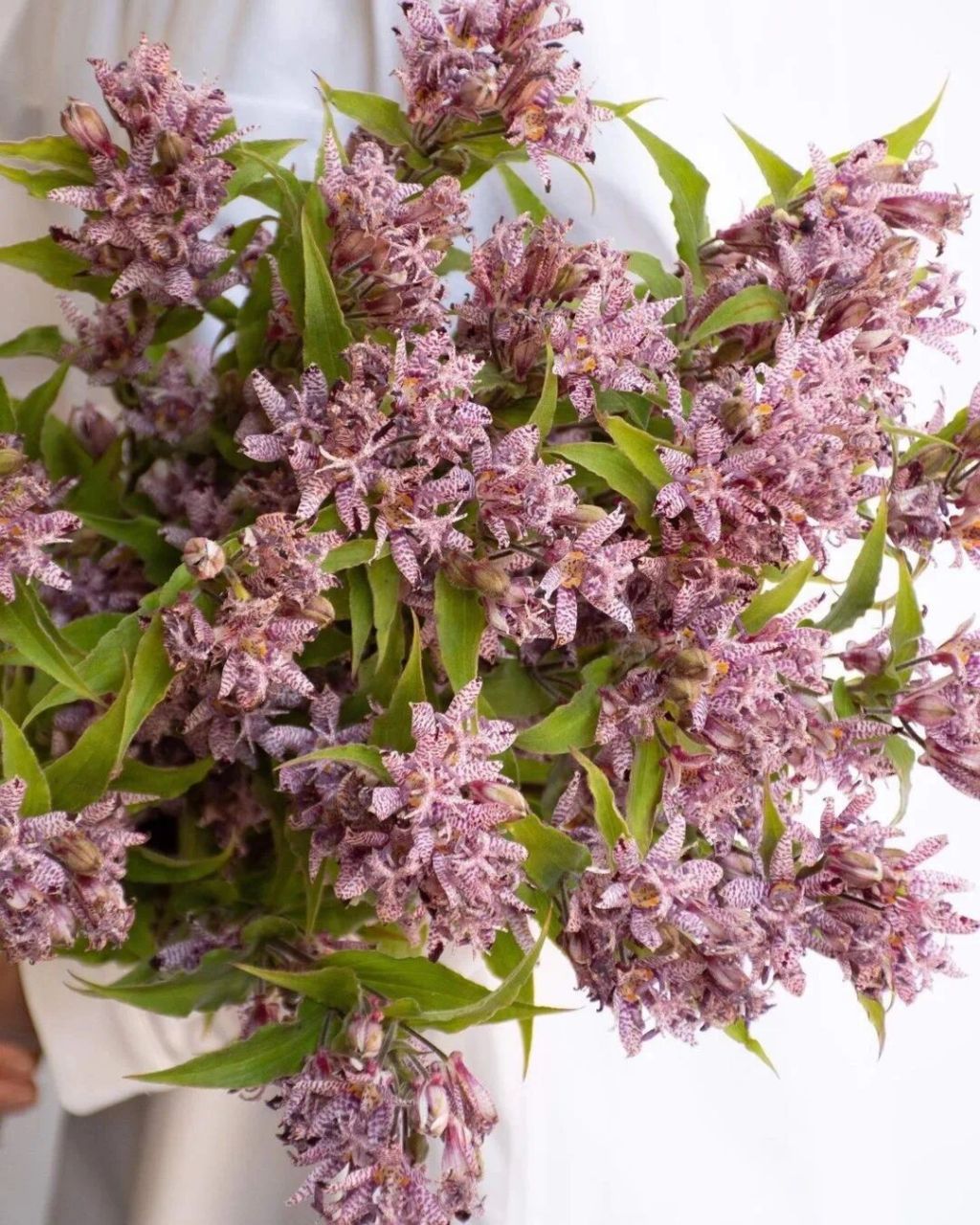 油点草 又名:杜鹃草,蛤蟆百合 油点草,百合科油点草属多年生草本,叶子