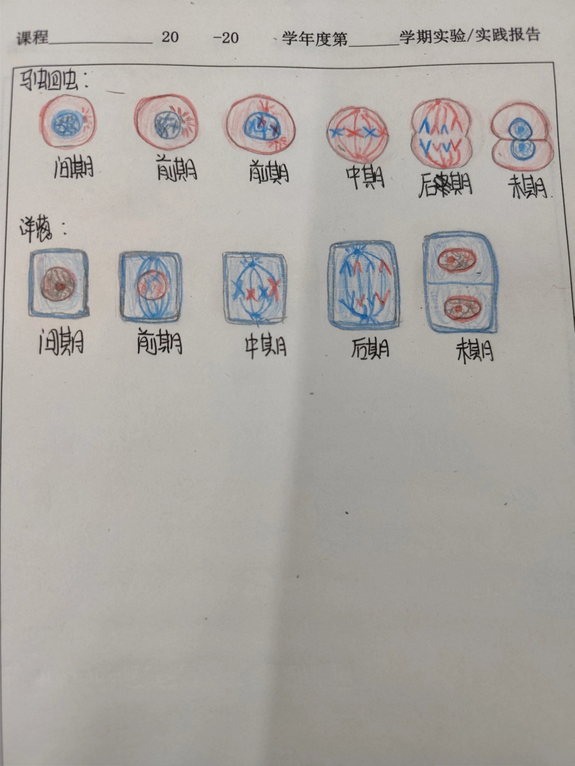 马蛔虫和洋葱细胞有丝分裂各个时期