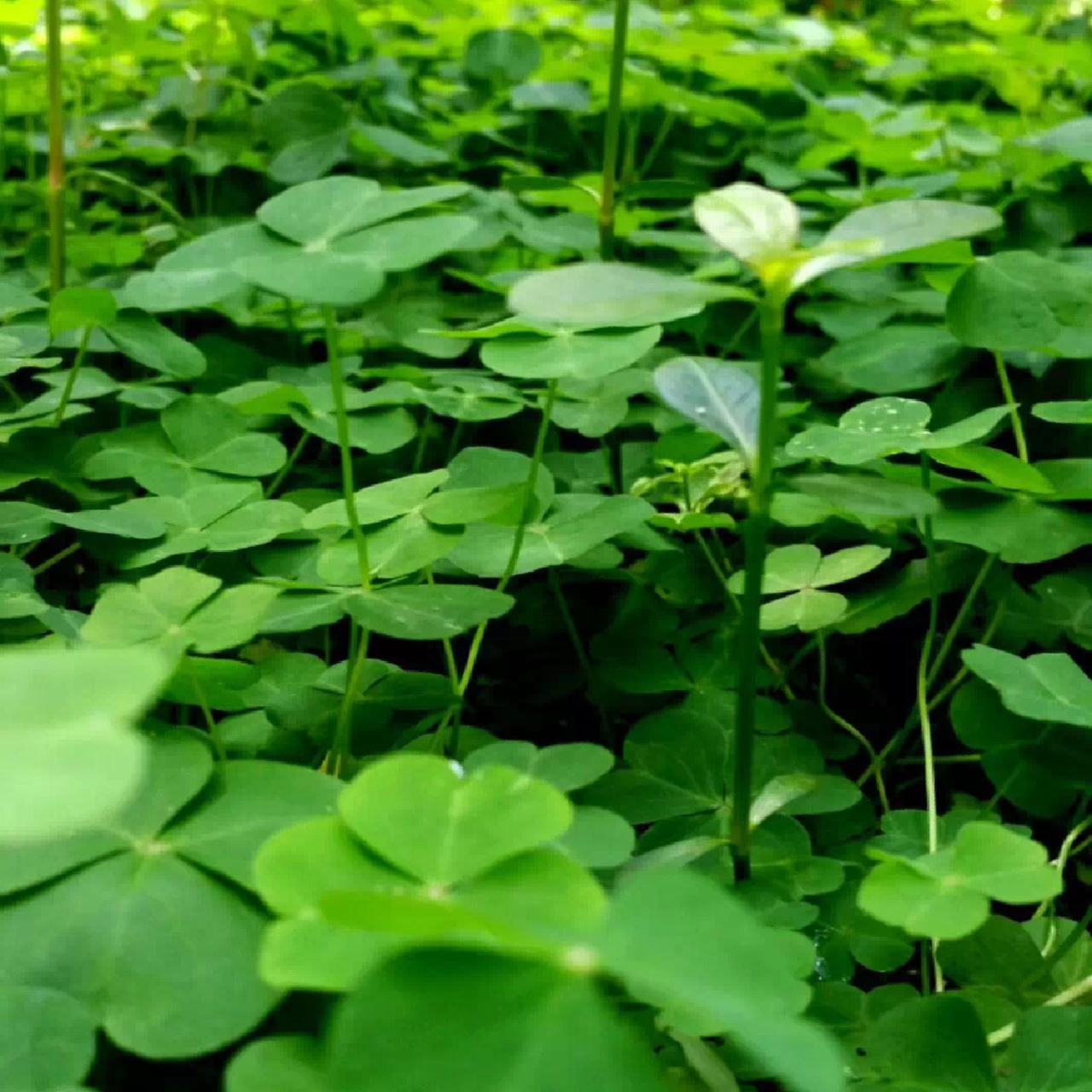 代表幸运的四叶草92一千万分之一的几率!