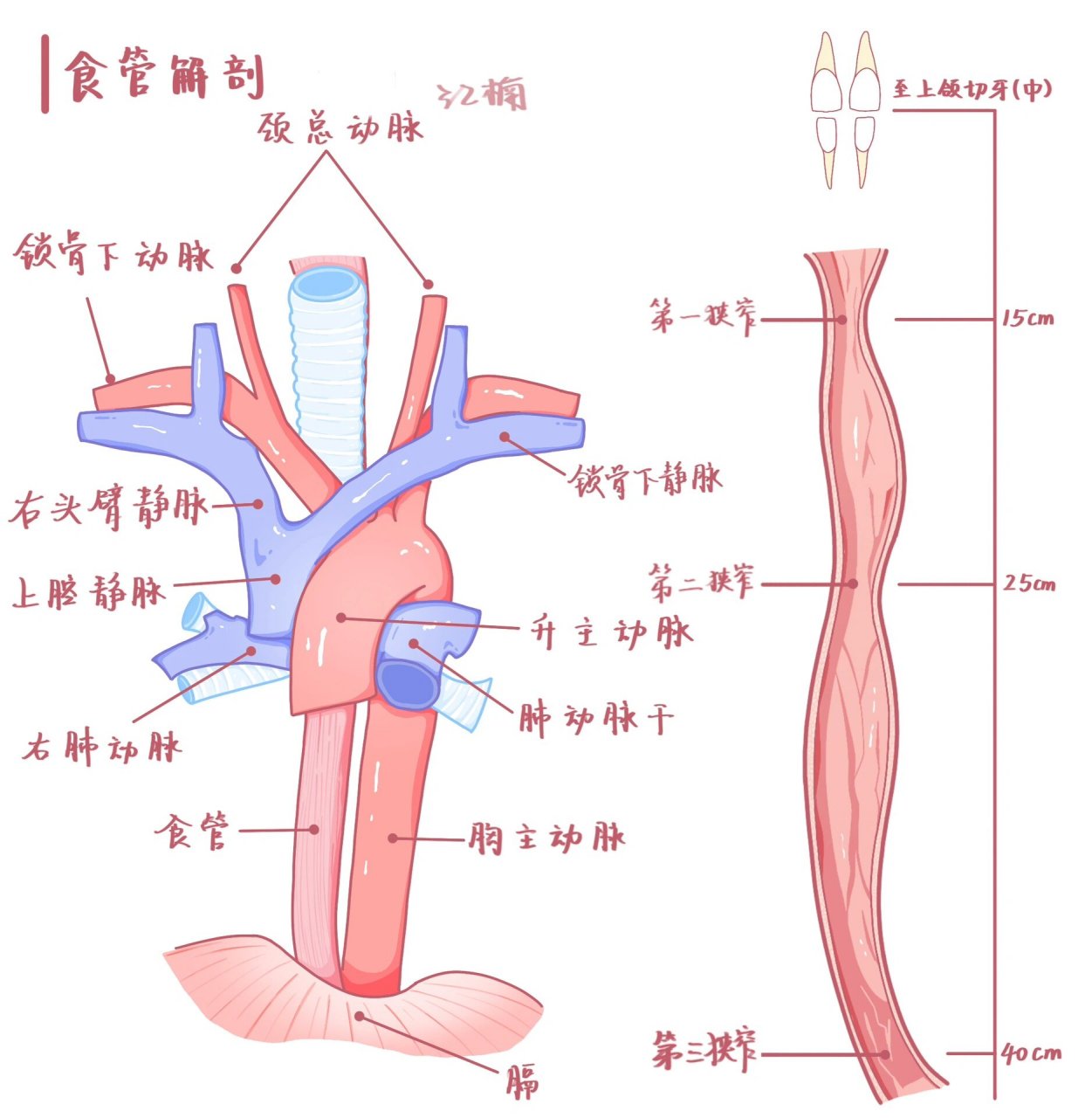 食管的毗邻关系图片